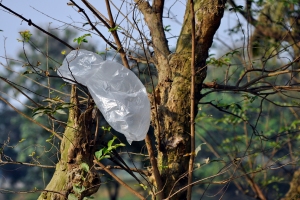 According to the National Geographic, of the 500 billion polythene bags that are used each year, millions never make it to the landfill. Moreover, medical science has shown polythene to be an agent of cancer, skin diseases, and other health problems.